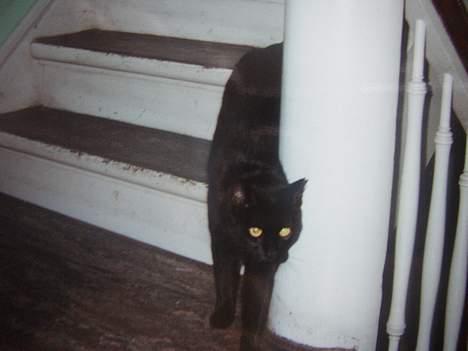 Huskat Sille billede 2