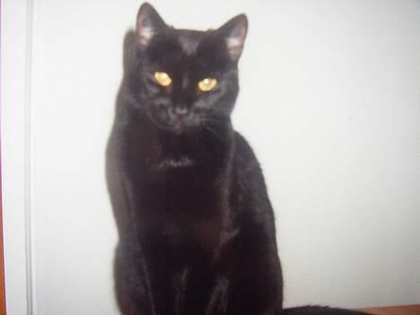 Huskat Sille billede 3