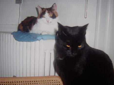 Huskat Sille billede 4