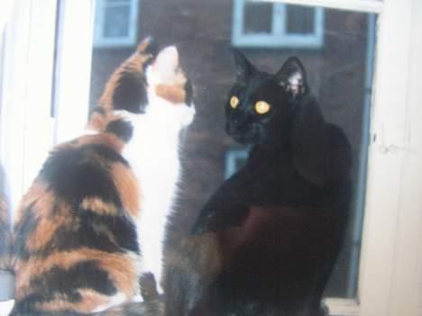 Huskat Sille billede 5