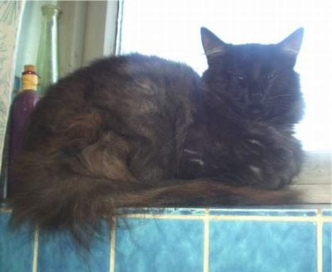 Norsk Skovkat  Afrodite, Dansk Champion billede 3