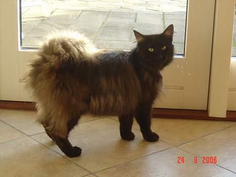 Norsk Skovkat  Afrodite, Dansk Champion billede 4