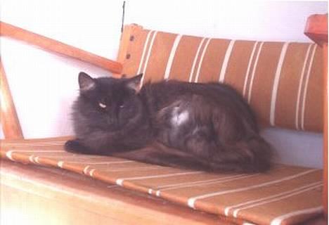 Norsk Skovkat  Afrodite, Dansk Champion billede 5