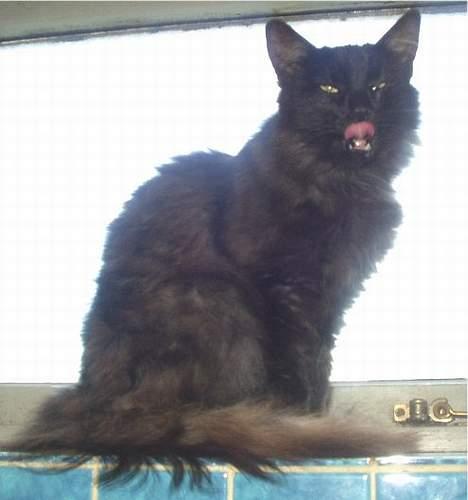 Norsk Skovkat  Afrodite, Dansk Champion billede 6