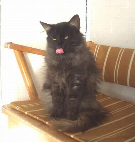 Norsk Skovkat  Afrodite, Dansk Champion billede 7