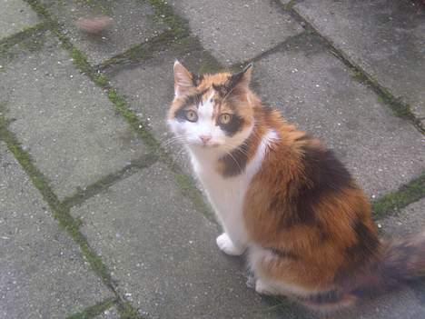 Blanding af racer Nanna - 2007 billede 12