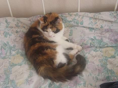 Blanding af racer Nanna - 2007 billede 13