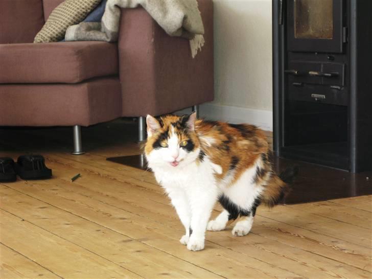 Blanding af racer Nanna - 08 billede 14