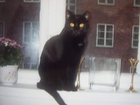 Huskat Sille billede 6