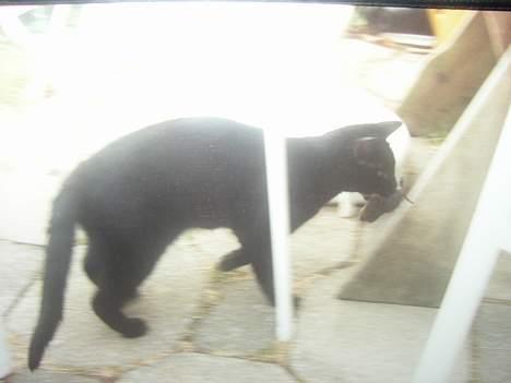 Huskat Sille billede 7