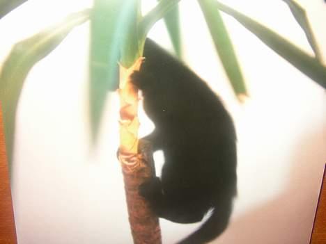 Huskat Sille billede 8