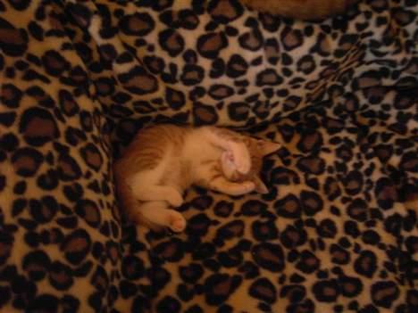 Huskat basse - Titte bøh... hvor tror du, jeg er ??? billede 7