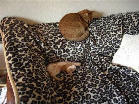 Huskat basse - Storebror Buller og jeg har lige siesta... billede 8