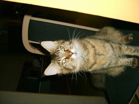 Maine Coon brogrens geisha billede 3