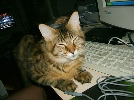 Maine Coon brogrens geisha billede 4