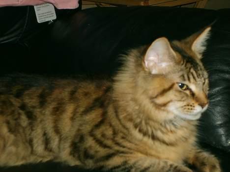 Maine Coon brogrens geisha billede 2