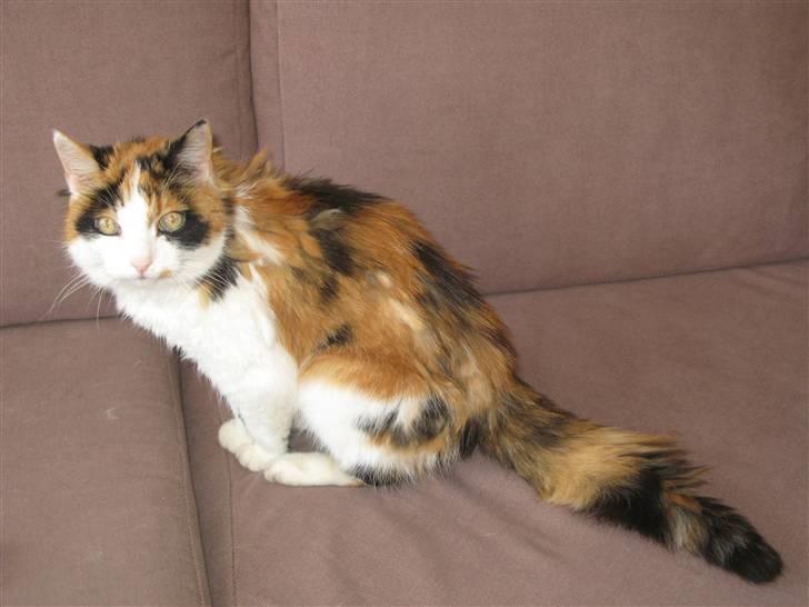 Blanding af racer Nanna - 2008 billede 15