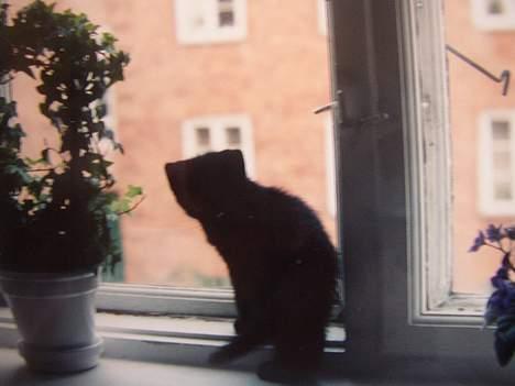 Huskat Sille billede 9