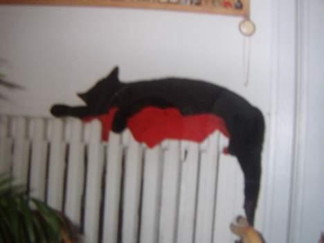 Huskat Sille billede 10