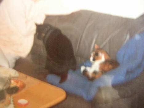 Huskat Sille - Nanna og sille .. undskyld kvaliteten.. :) billede 11