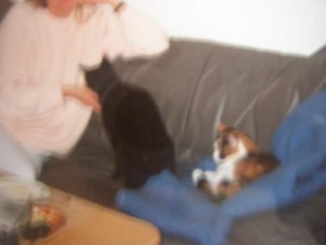 Huskat Sille - Nanna og sille .. undskyld kvaliteten.. :) billede 12
