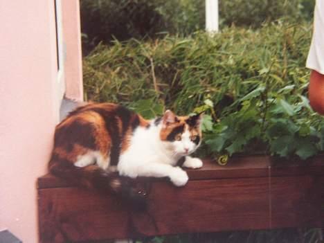 Blanding af racer Nanna - Nanna der lige løb et par killometer væk, min mormo og morfar fandt hende, billedet er fra deres have!  1998 billede 16