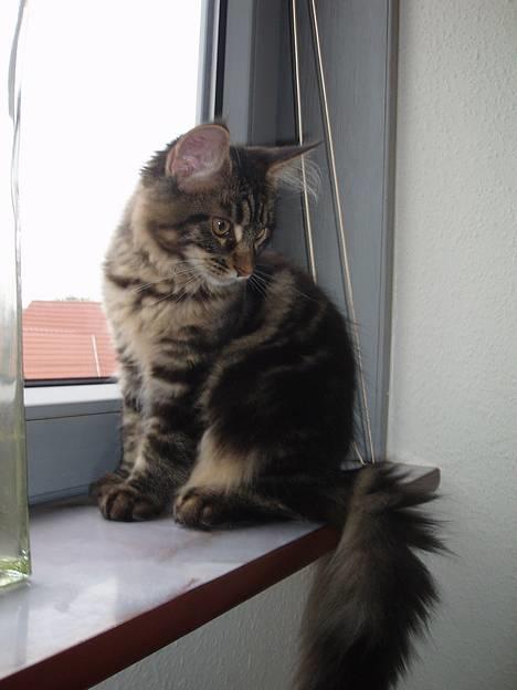 Maine Coon Havana - Haløjsa dernede! billede 11