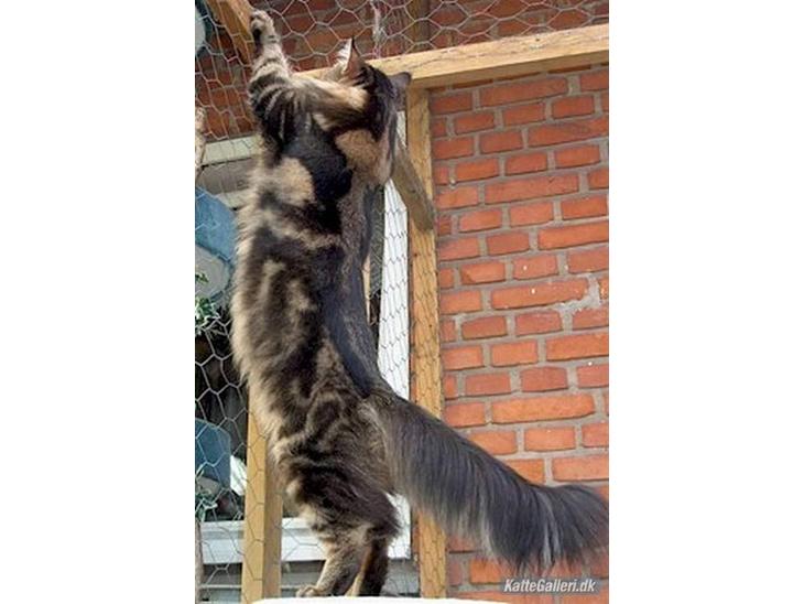 {{currentPhoto.altText}} billede {{currentPhoto.number}}