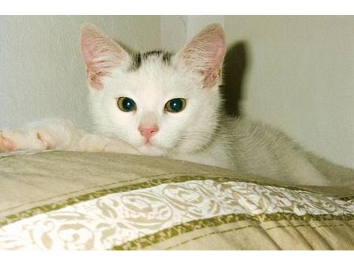 Huskat Samson R.I.P billede 1