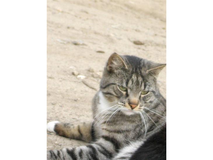 {{currentPhoto.altText}} billede {{currentPhoto.number}}