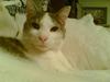 Huskat Herman R.I.P. 2008