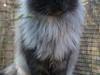 Maine Coon Ankicoons Vesuvius R.I.P. [ Himmelkat]