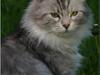 Maine Coon  Zain Marquis Silver Jade [Tidl. kat]