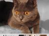 British Shorthair Alrune