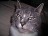 Huskat Mulle
