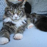 Maine Coon Perle