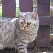 British Shorthair Bent (: 