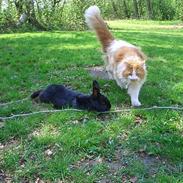 Blanding af racer Mads