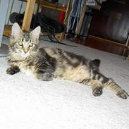 Maine Coon Sille