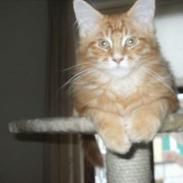 Maine Coon Anton