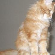 Maine Coon Anton