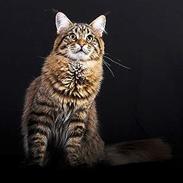 Maine Coon  Vingsted´s  Gentlemann