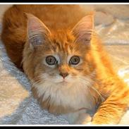 Maine Coon Frode