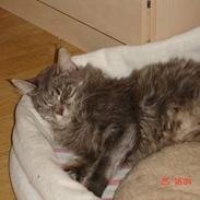 Maine Coon Anella 