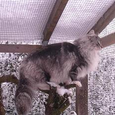 Norsk Skovkat DK Silver Heart's Chaia