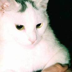 Huskat Samson R.I.P