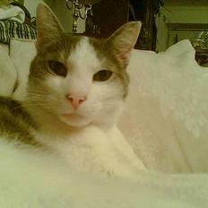Huskat Herman R.I.P. 2008