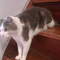 Huskat Herman R.I.P. 2008