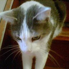 Huskat Herman R.I.P. 2008