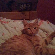 Huskat Mikkel (musse) aflivet 